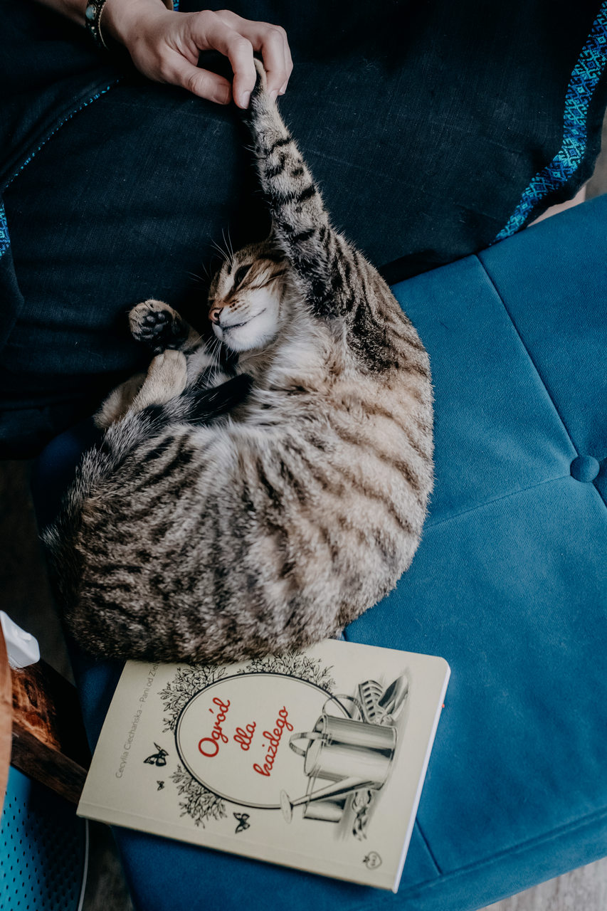 Kotek na pufie a pod nim książka