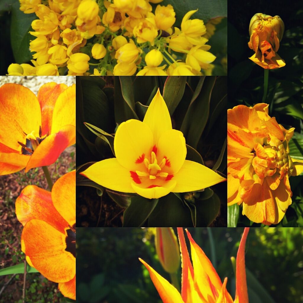 Ogród w kolorze żółtym 