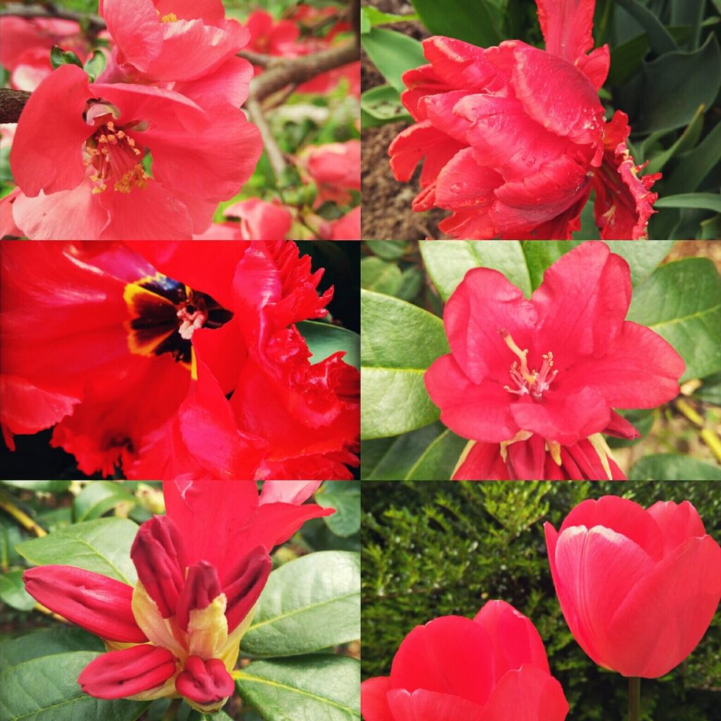 ogród w kolorze czerwonym