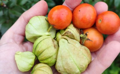 Pomidory – mało obszarowe uprawy doniczkowe
